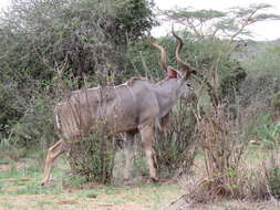 Image of Tragelaphus strepsiceros chora (Cretzschmar 1826)