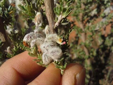 Image of Syncolostemon eriocephalus I. Verd.