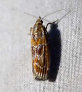 Image of Webbing Coneworm Moth