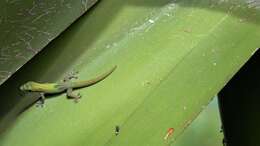 Image of gold dust day gecko