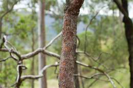 Слика од Corymbia erythrophloia (Blakely) K. D. Hill & L. A. S. Johnson