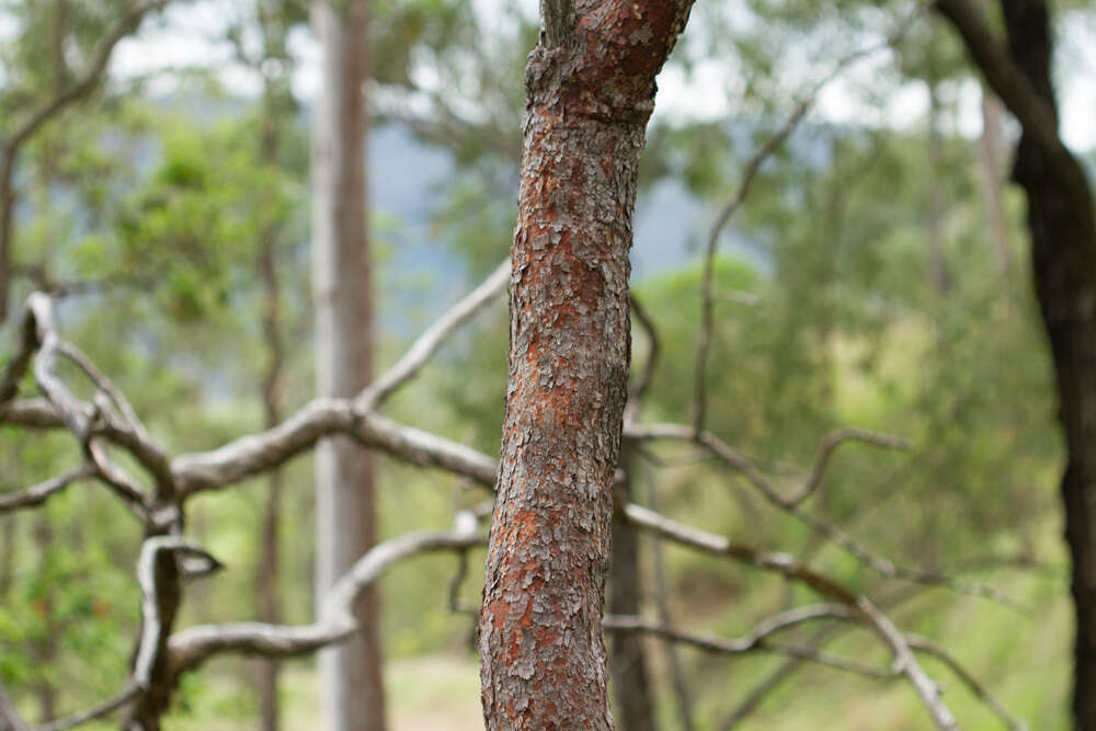 Image of Corymbia erythrophloia (Blakely) K. D. Hill & L. A. S. Johnson