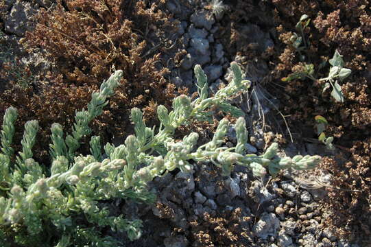 Image de Suaeda splendens (Pourret) Gren. & Godron