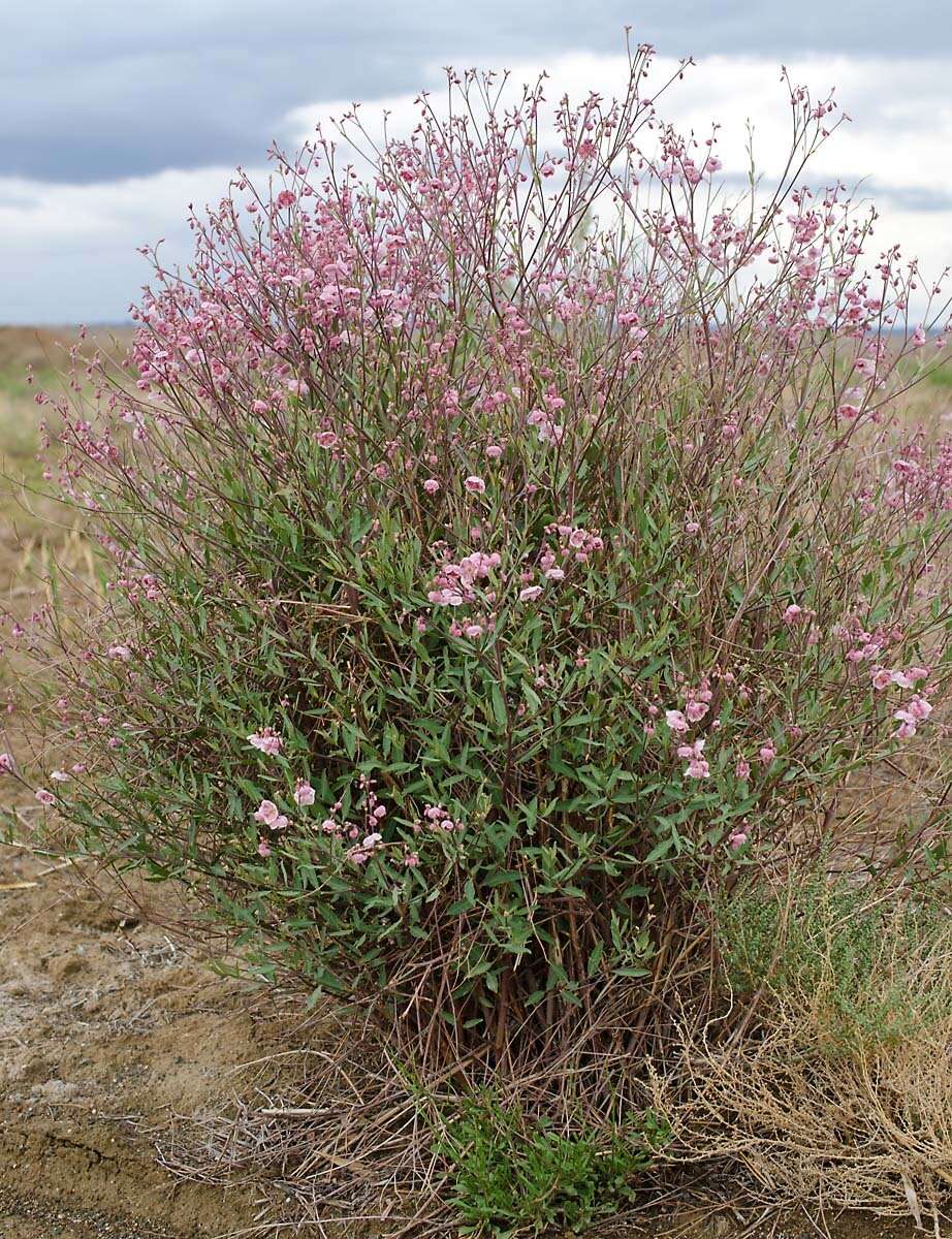 Poacynum pictum (Schrenk) Baillon的圖片