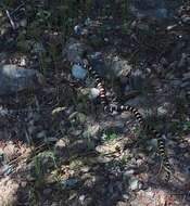 Image of California Mountain Kingsnake