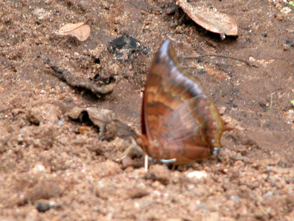 Imagem de Charaxes bernardus Fabricius 1793