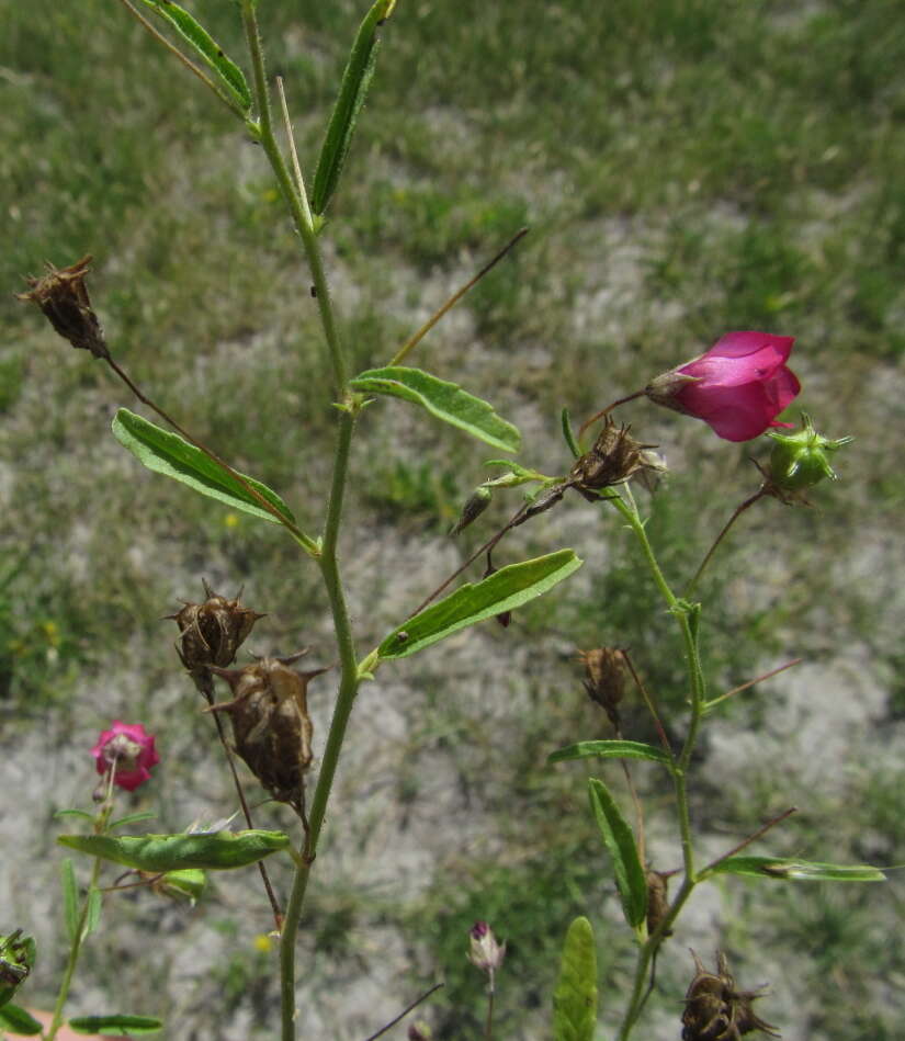 Image of Hermannia modesta (Ehrenb.) Planch.