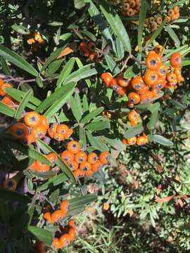 Image de Pyracantha angustifolia (Franch.) C. K. Schneid.