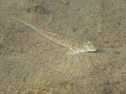 Image of Sailfin Dragonet