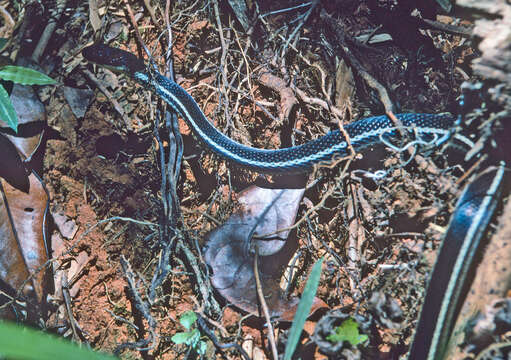 Image of Lateral Water Snake