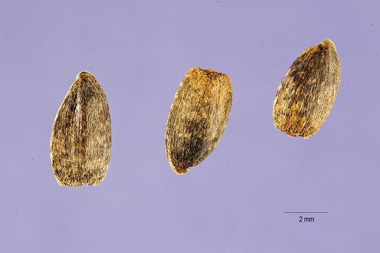 Image of paleleaf woodland sunflower