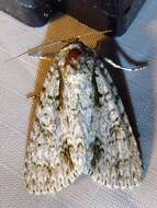 Image of Clear Dagger Moth