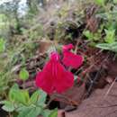Image de Salvia angustiarum Epling