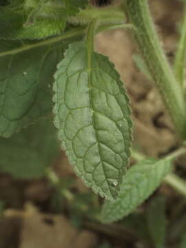 Image of Verbascum coromandelianum (Vahl) Huber-Morath