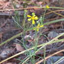 Image of rincon rubberweed