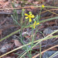 Hymenoxys quinquesquamata Rydb. resmi