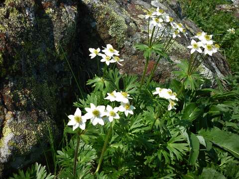 Image of Anemonastrum biarmiense (Juz.) J. Holub