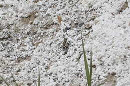 Image of Cicindela (Cicindela) parowana platti Cazier 1937