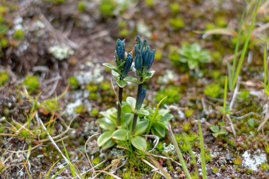 صورة Gentiana glauca Pall.