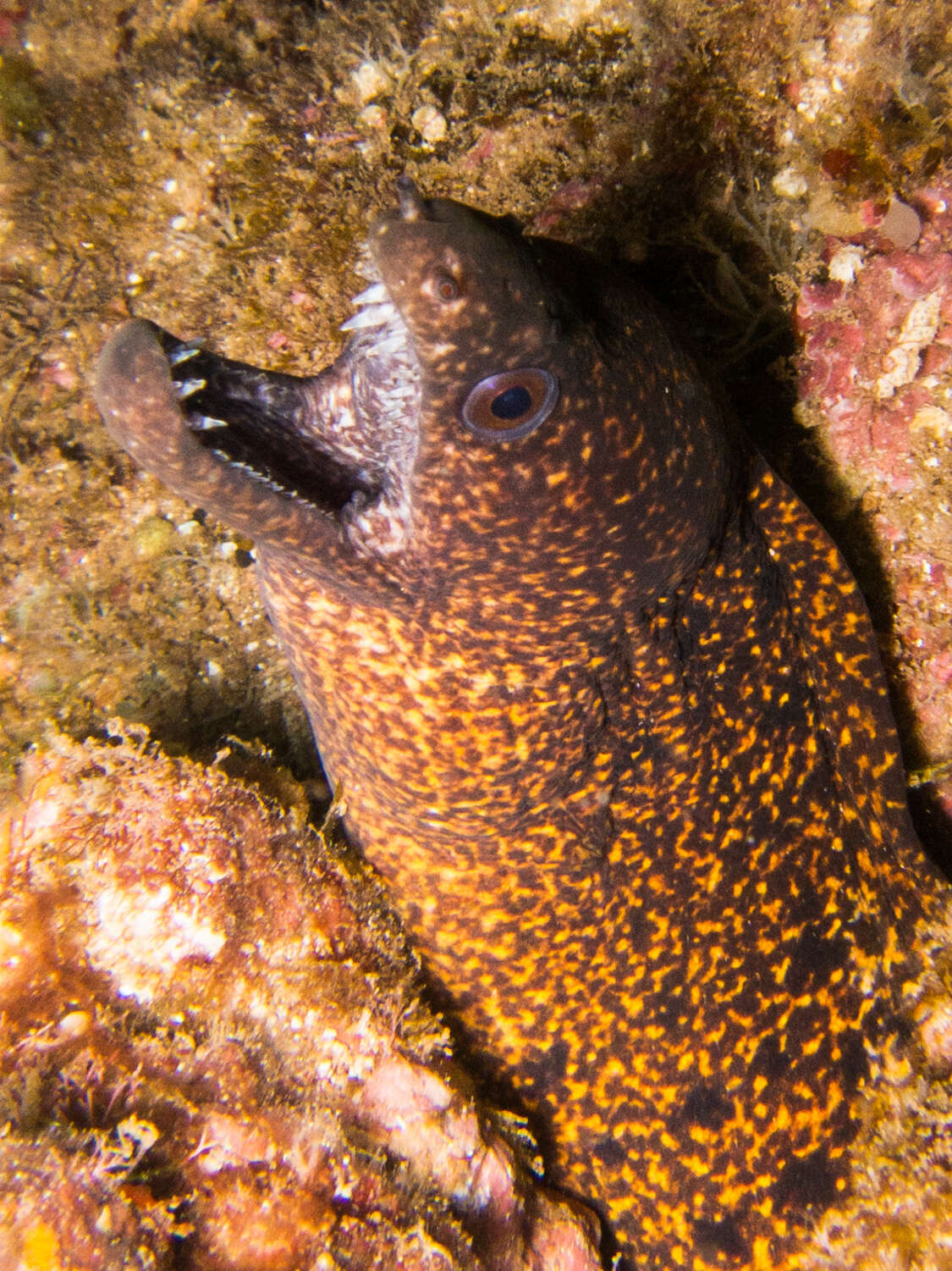 Image of Abbott's moray eel