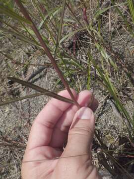 صورة Vernonia blodgettii Small