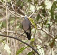 Image of Black-billed Dove