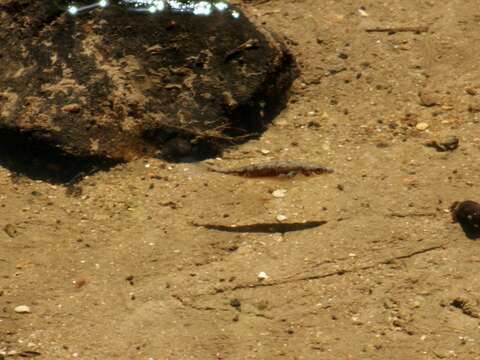 Image of Gasterosteus aculeatus aculeatus