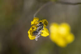 Image of Andrena caerulea Smith 1879