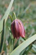 Image of Fritillaria lusitanica Wikstr.