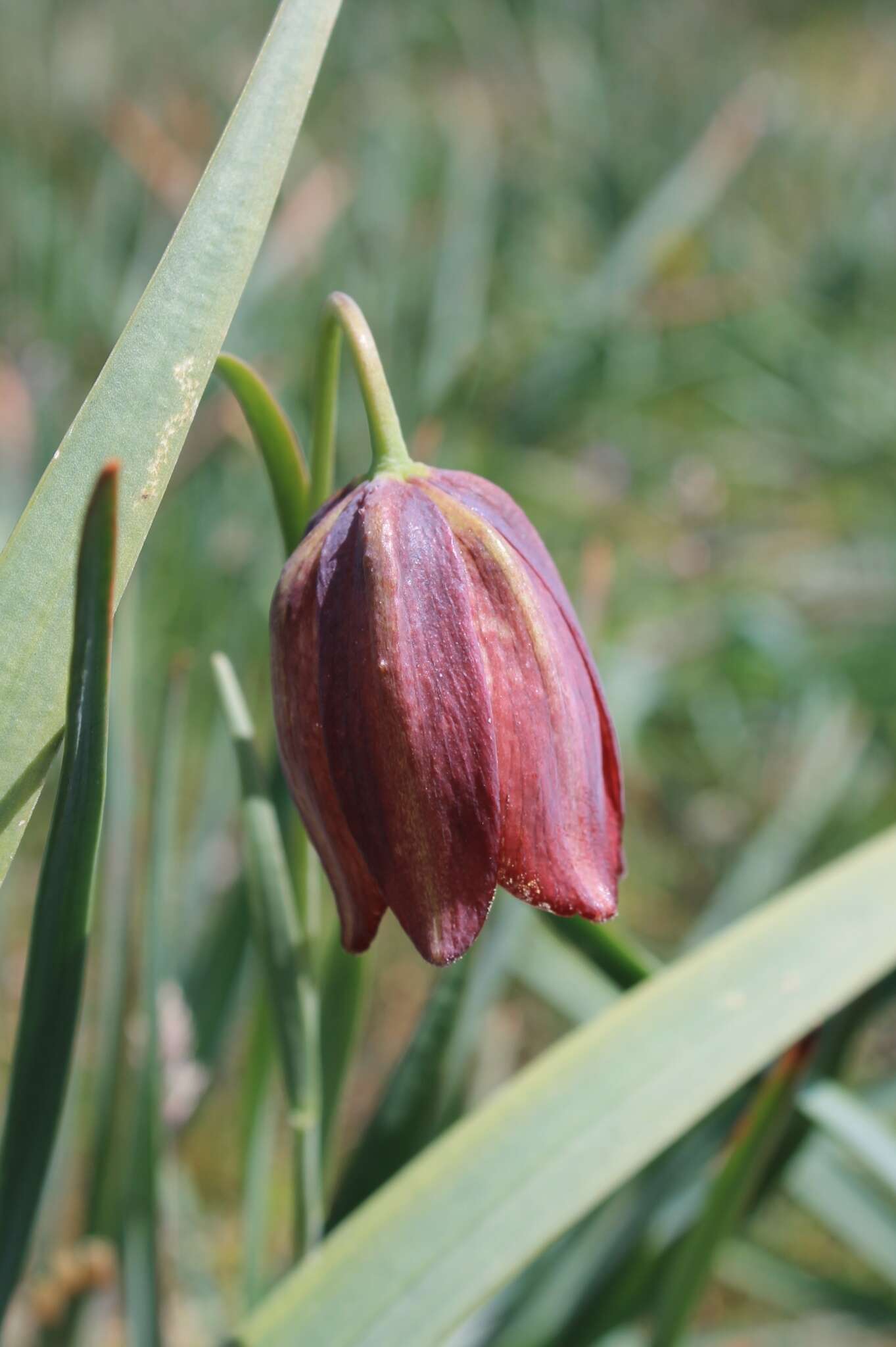 Image of Fritillaria lusitanica Wikstr.