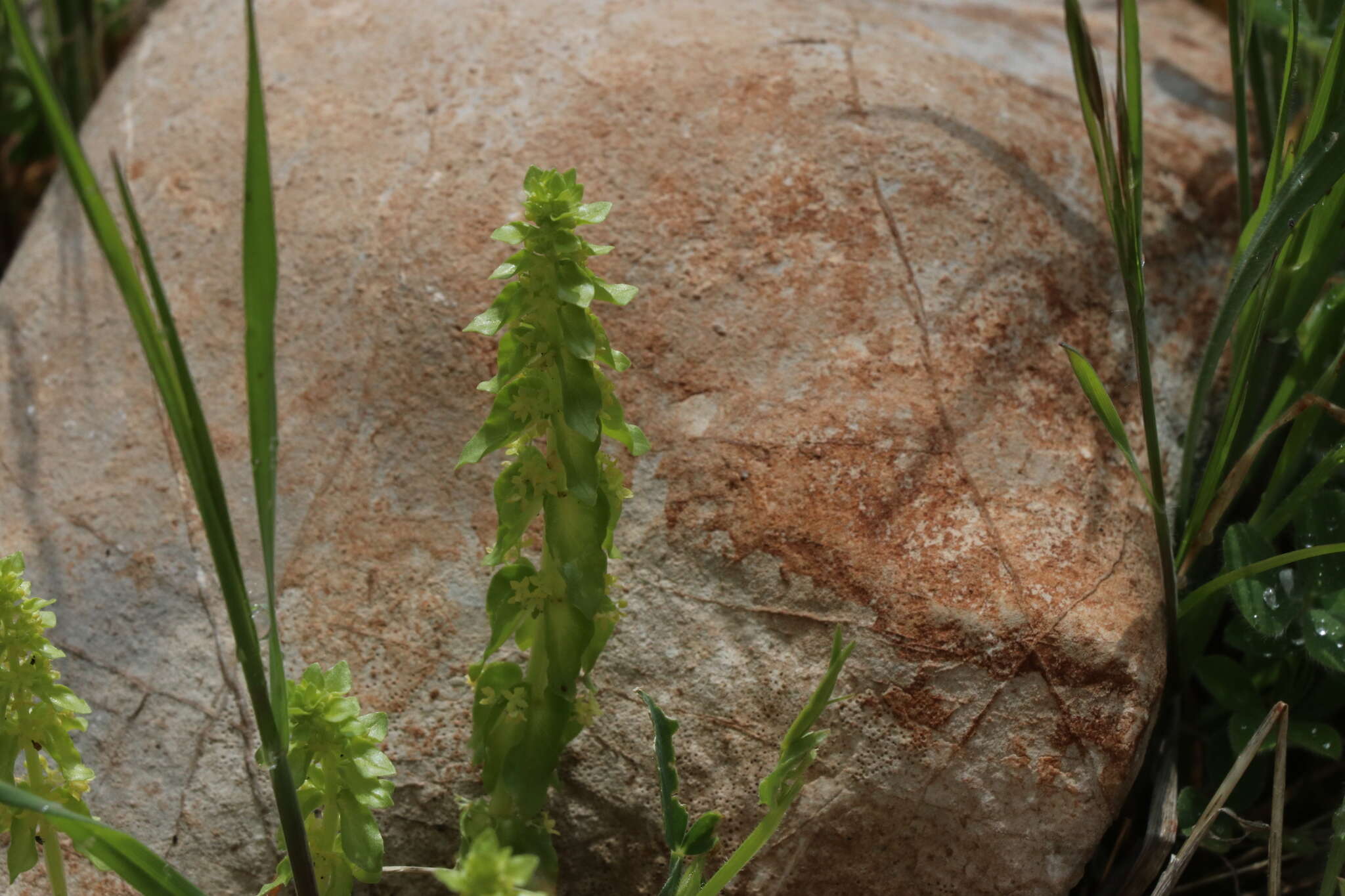 Image of Cruciata articulata (L.) Ehrend.