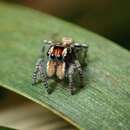 Image of Maratus plumosus Otto & Hill 2013