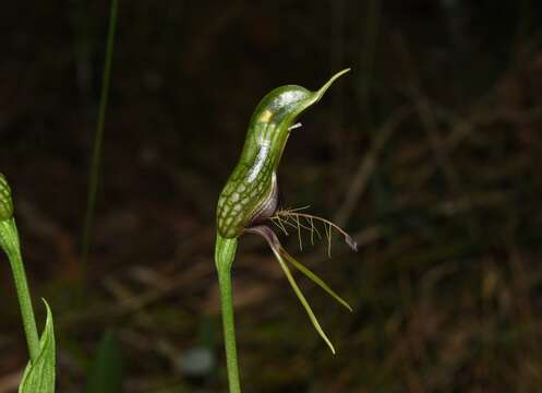 Image of Bird orchid