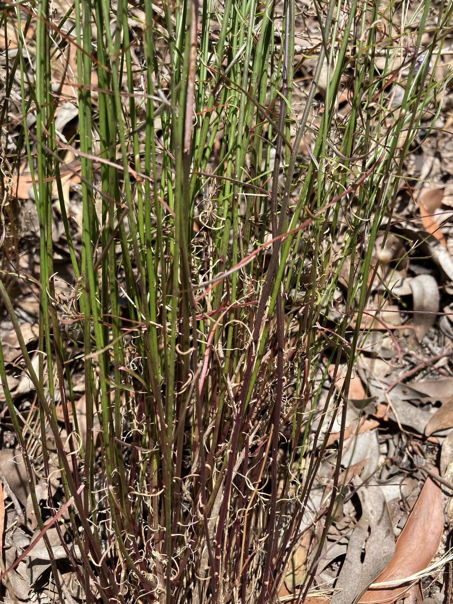 Wahlenbergia capillaris (G. Lodd.) G. Don resmi