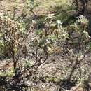 Image of Solanum cleistogamum Symon