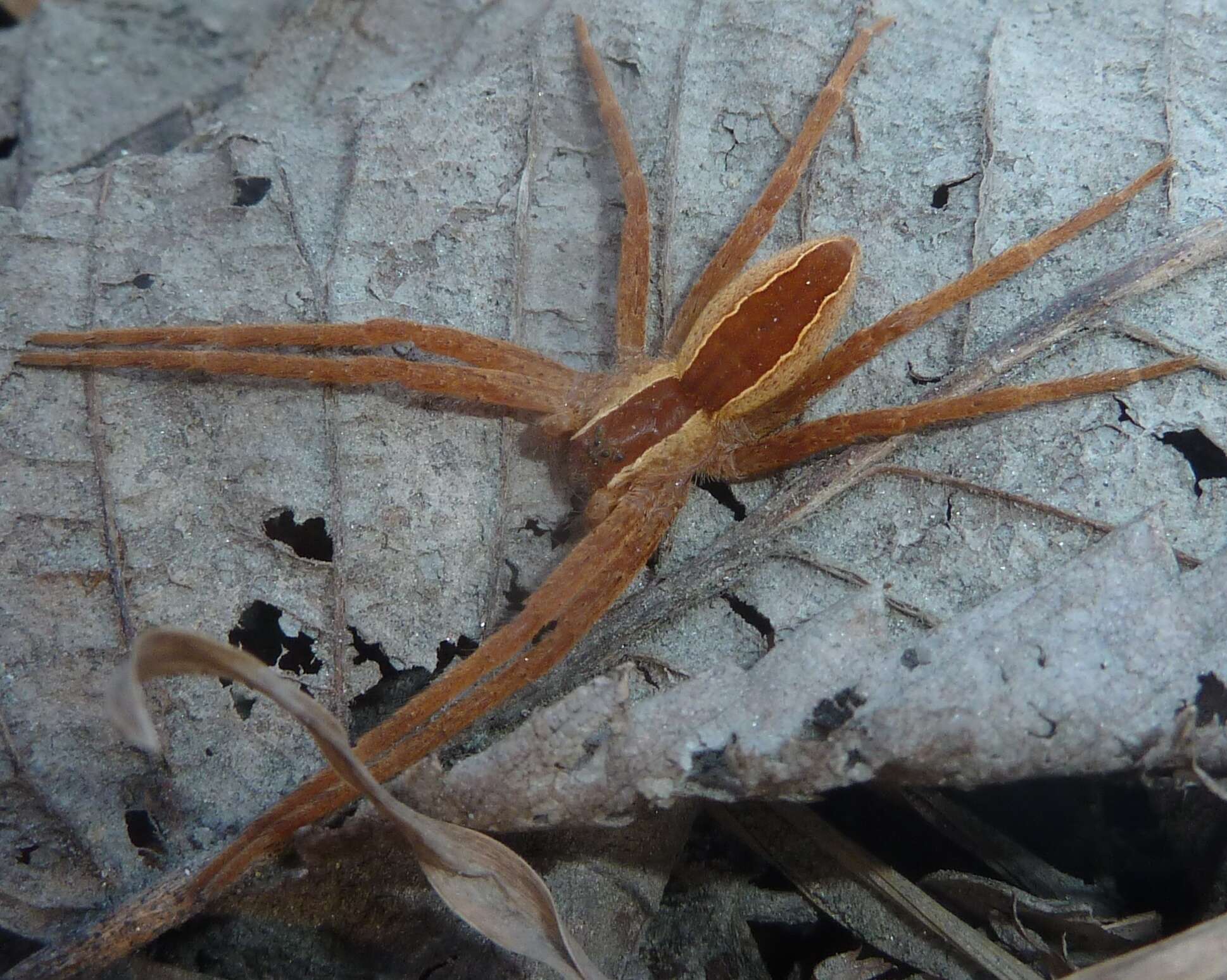 Image of Nursery Web Spider