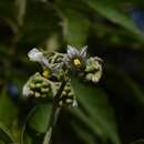 Image of Solanum chiapasense Roe