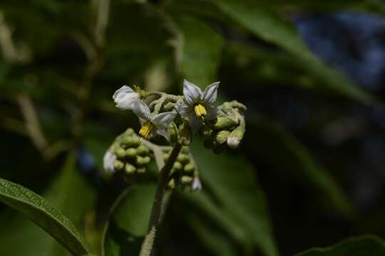 Image of Solanum chiapasense Roe