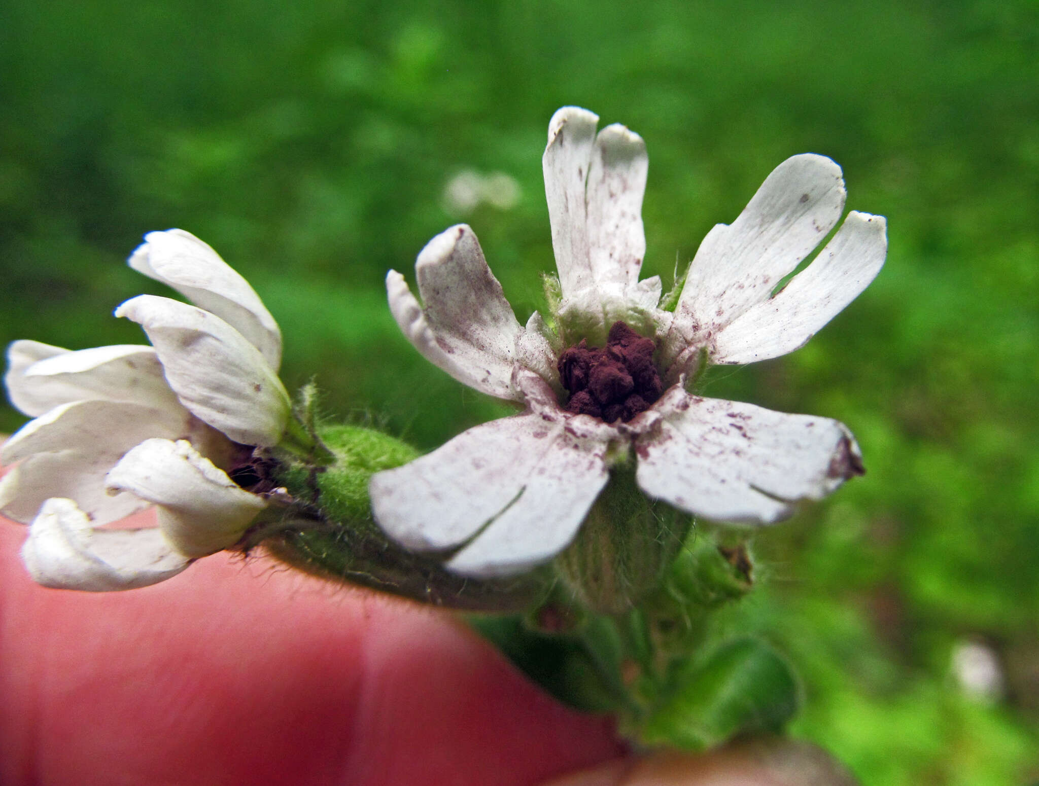 صورة Microbotryum lychnidis-dioicae (DC.) G. Deml & Oberw. 1982