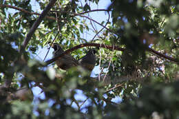 Image of Callipepla Wagler 1832