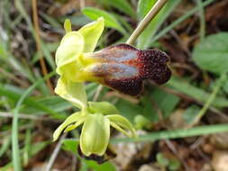 Image of Dark bee orchid