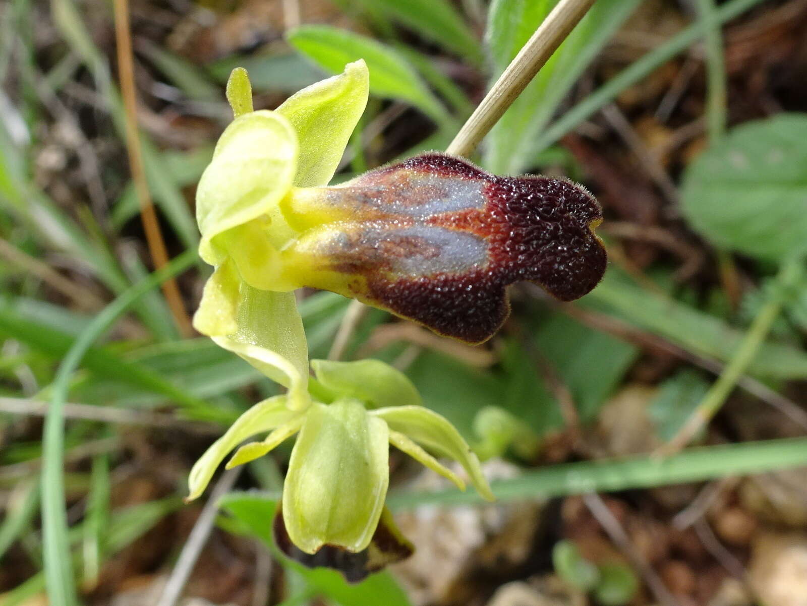 Image of Dark bee orchid