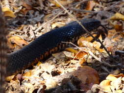 Image of Central American Indigo Snake