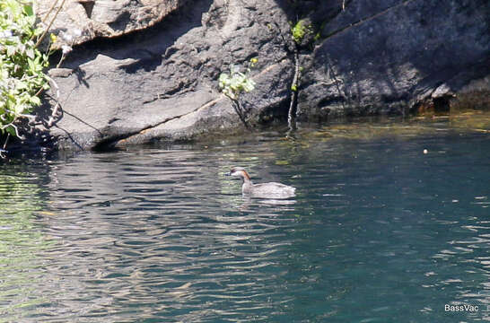 Image of Madagascan Grebe