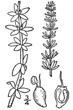 Image of fourleaf mare's-tail