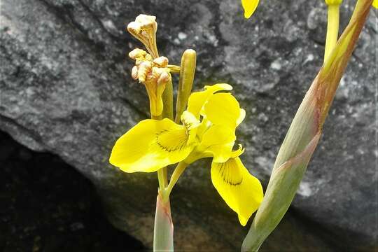 Moraea huttonii (Baker) Oberm. resmi