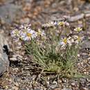 Image of <i>Erigeron <i>concinnus</i></i> var. concinnus