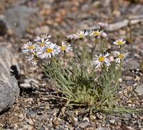 Image of <i>Erigeron <i>concinnus</i></i> var. concinnus