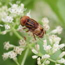 Image of Eristalinus quinquestriatus (Fabricius 1794)