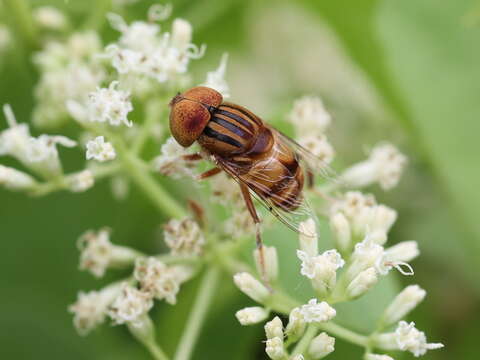 Image of Eristalinus quinquestriatus (Fabricius 1794)